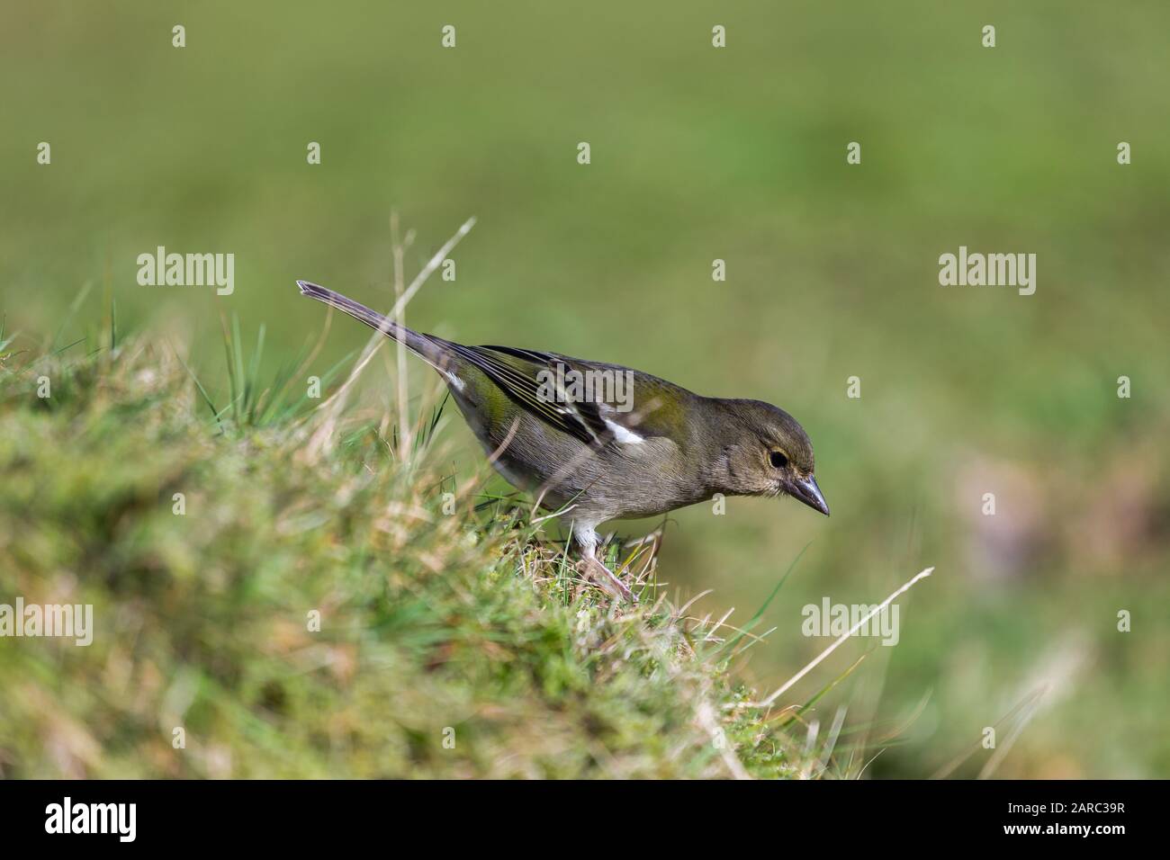Très petit oiseau de sérérine endémique de l'île de Madère (firèrest de madère, roi de madère, regulus madeirensis) Banque D'Images