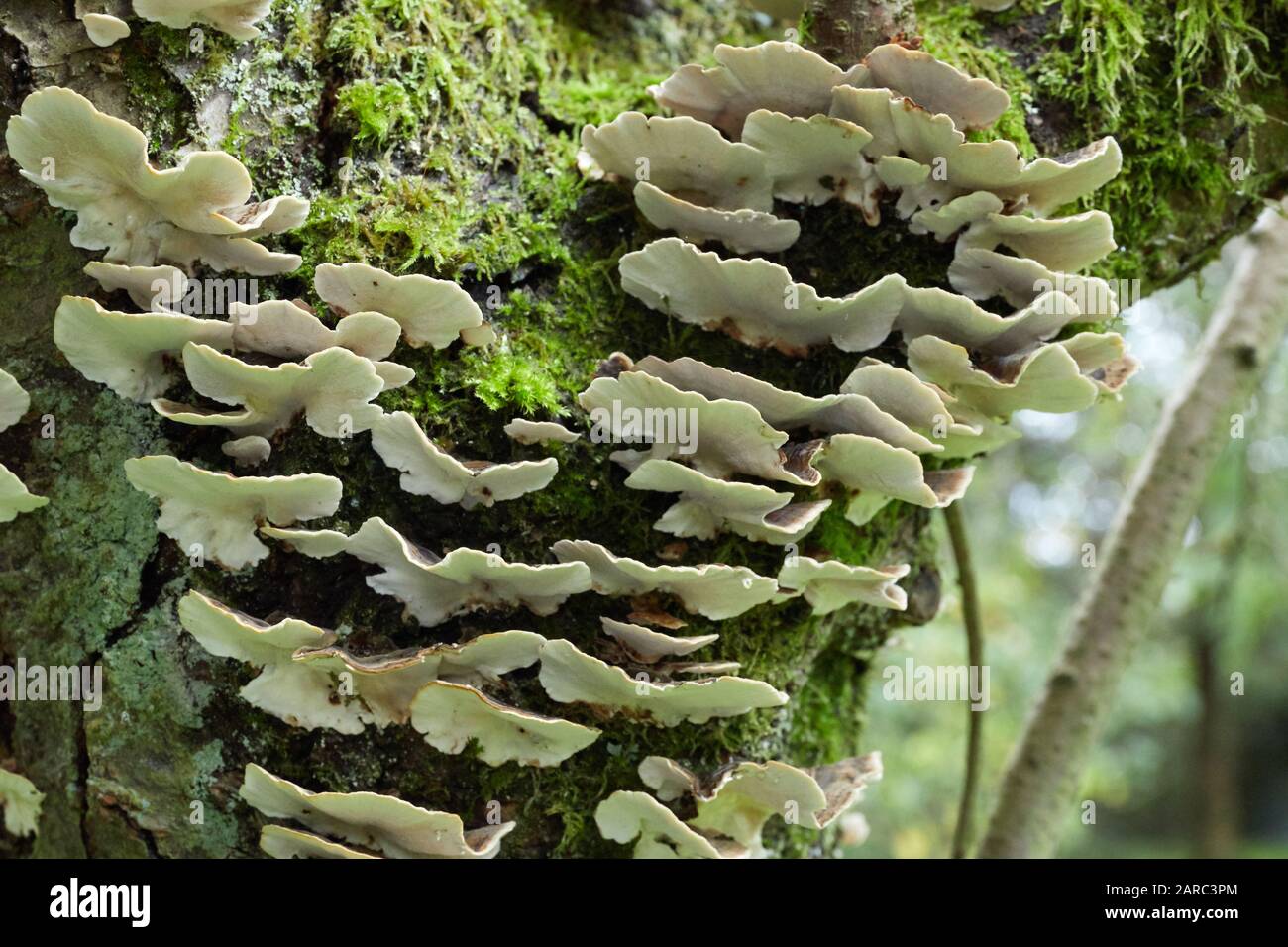 Champignon non identifié sur un arbre de fruits mort à Burley-in-Wharfedale. 11/10/19 Banque D'Images
