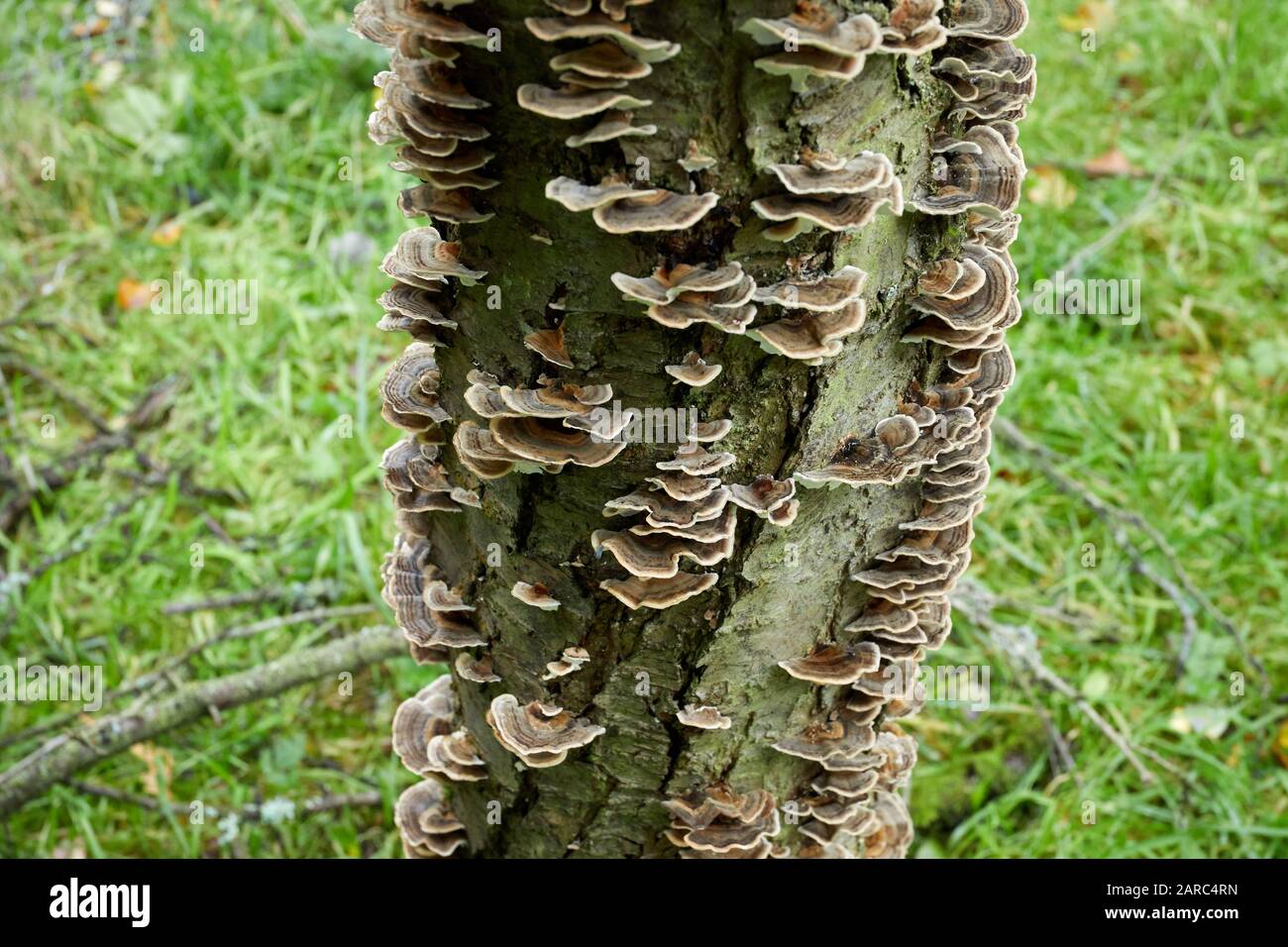 Champignon non identifié sur un arbre de fruits mort à Burley-in-Wharfedale. 11/10/19 Banque D'Images