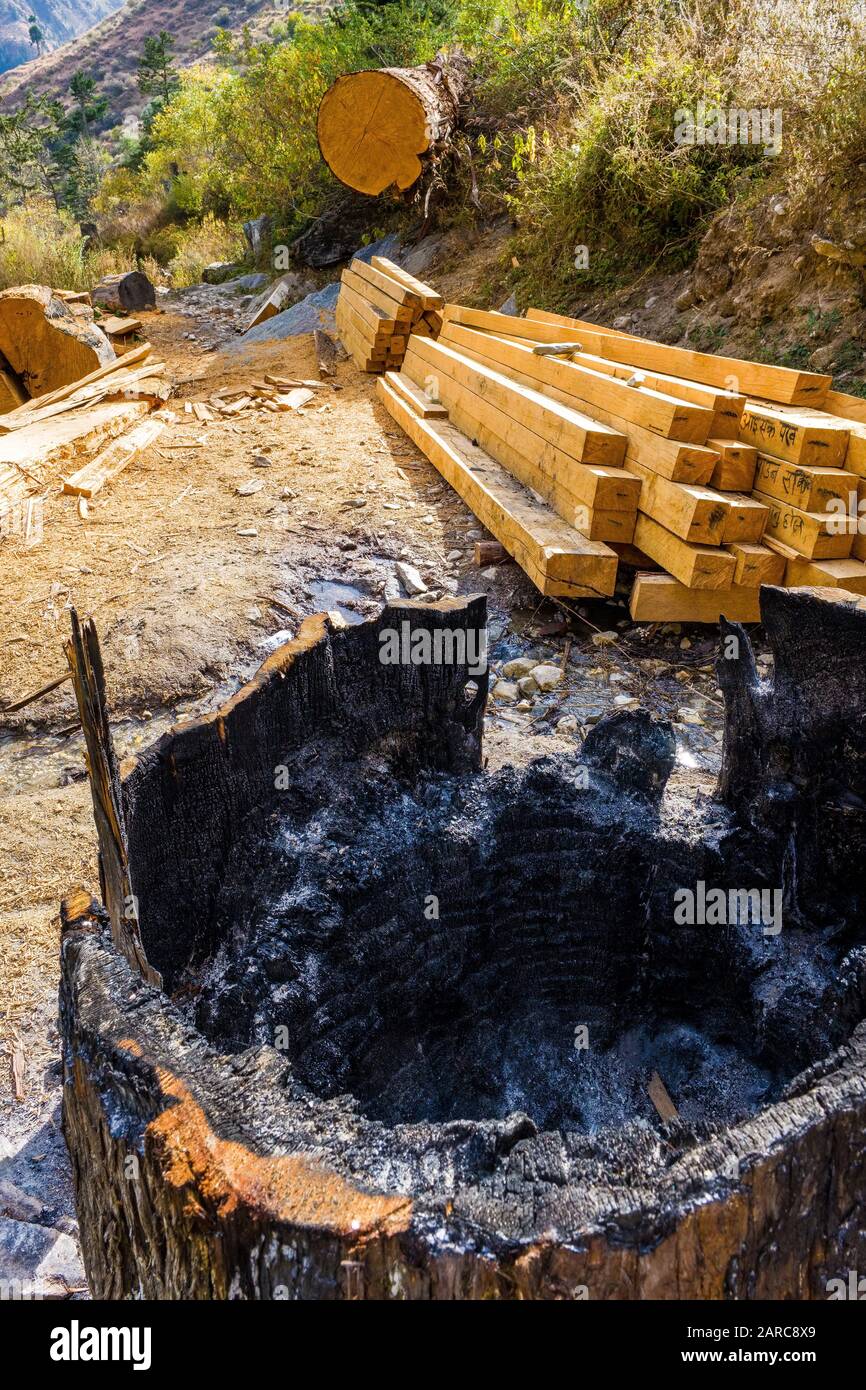 Arbres abattus à utiliser pour la construction de matériaux dans la région de Dolpo dans l'Himalaya du Népal Banque D'Images
