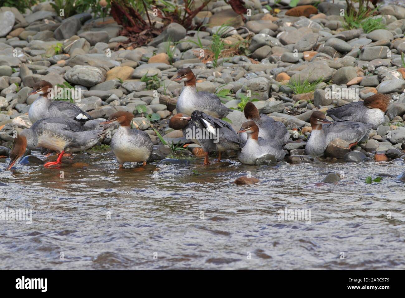 Goosander (Mergus merganser) groupe sur le point de laisser un roost de midi sur une île fluviale, Ecosse, Royaume-Uni. Banque D'Images