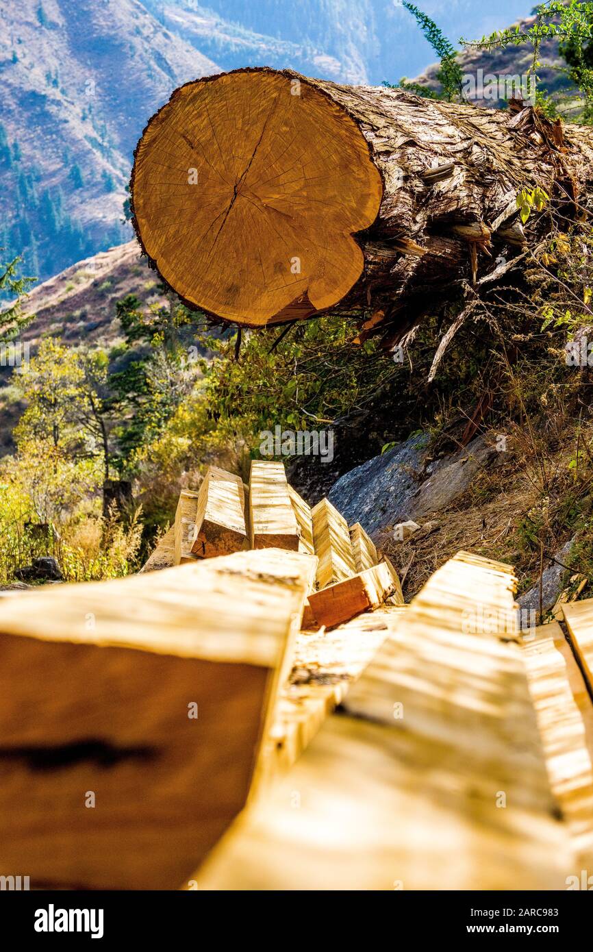 Arbres abattus à utiliser pour la construction de matériaux dans la région de Dolpo dans l'Himalaya du Népal Banque D'Images