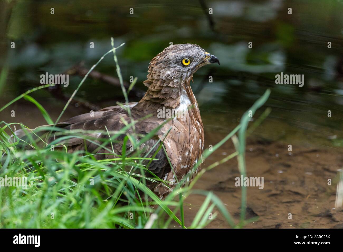 Portrait de gros plan du buzzard européen du miel (Pernis apivorus) également connu sous le nom de pern commun. Bel oiseau de proie aux yeux jaunes. Banque D'Images