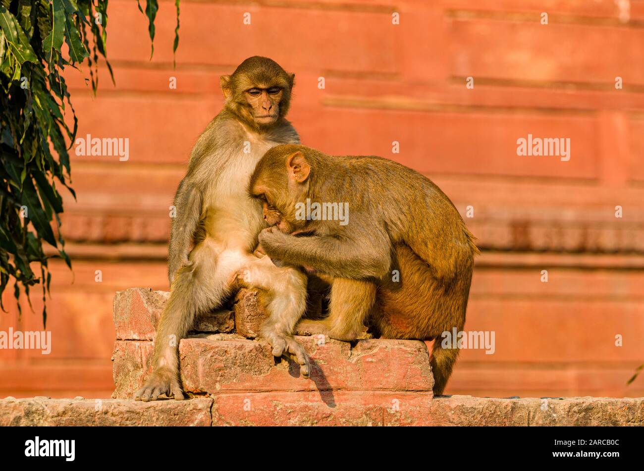 Le singe rhésus s'est coulant l'un l'autre sur les murs extérieurs du Taj Mahal Banque D'Images