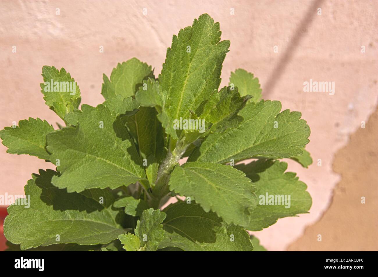 Gros plan de nouvelles pousses et de nouvelles feuilles d'une usine de stevia en plein soleil avec un fond brun flou Banque D'Images