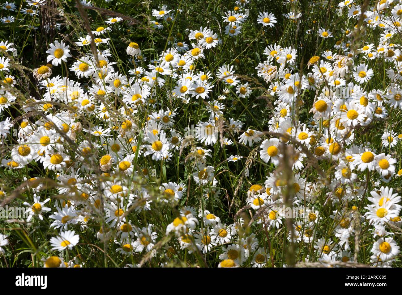 Les pâquerettes d'Oxeye (Leucanthemum vulgare) qui poussent sur les prairies du parc national d'Alver Valley, Gosport, Hampshire, Royaume-Uni: Une importante zone de conservation de la nature Banque D'Images