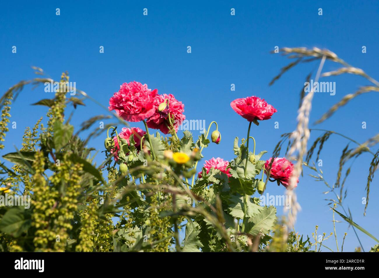 Deux coquelicots roses géants qui poussent sauvage à Stokes Bay, Gosport, Hampshire, Royaume-Uni Banque D'Images
