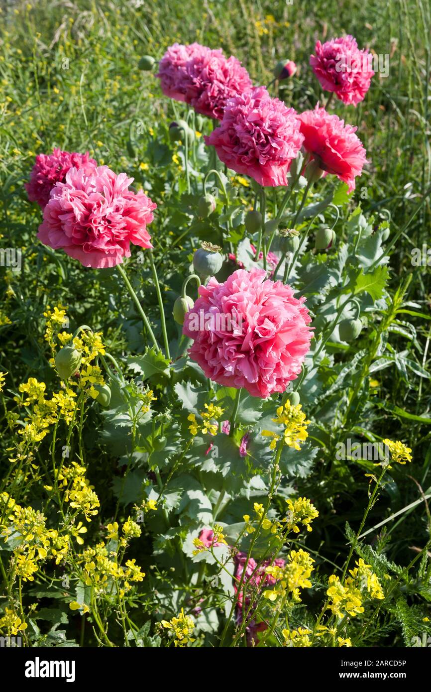 Deux coquelicots roses géants qui poussent sauvage à Stokes Bay, Gosport, Hampshire, Royaume-Uni Banque D'Images