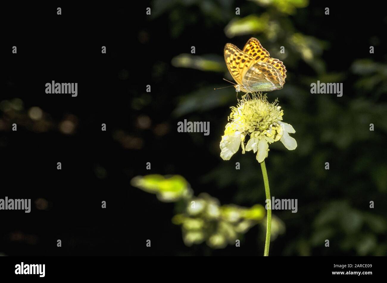 Papillon multicolore assis au-dessus d'une fleur jaune Banque D'Images