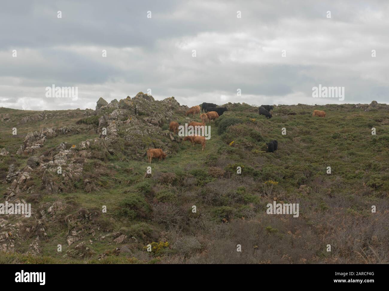 Aberdeen Angus Cattle Pacage sur Moorland sur le sentier de la côte sud-ouest par Kyance Cove dans Rural Cornwall, Angleterre, Royaume-Uni Banque D'Images