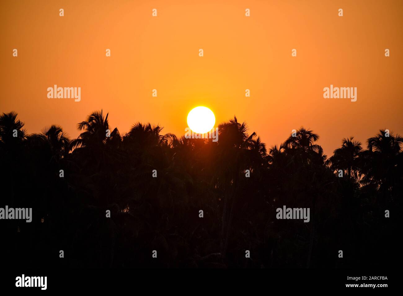 Le soir, un soleil rouge vif se couche derrière les cococotiers, le ciel rougeâtre et orange Banque D'Images