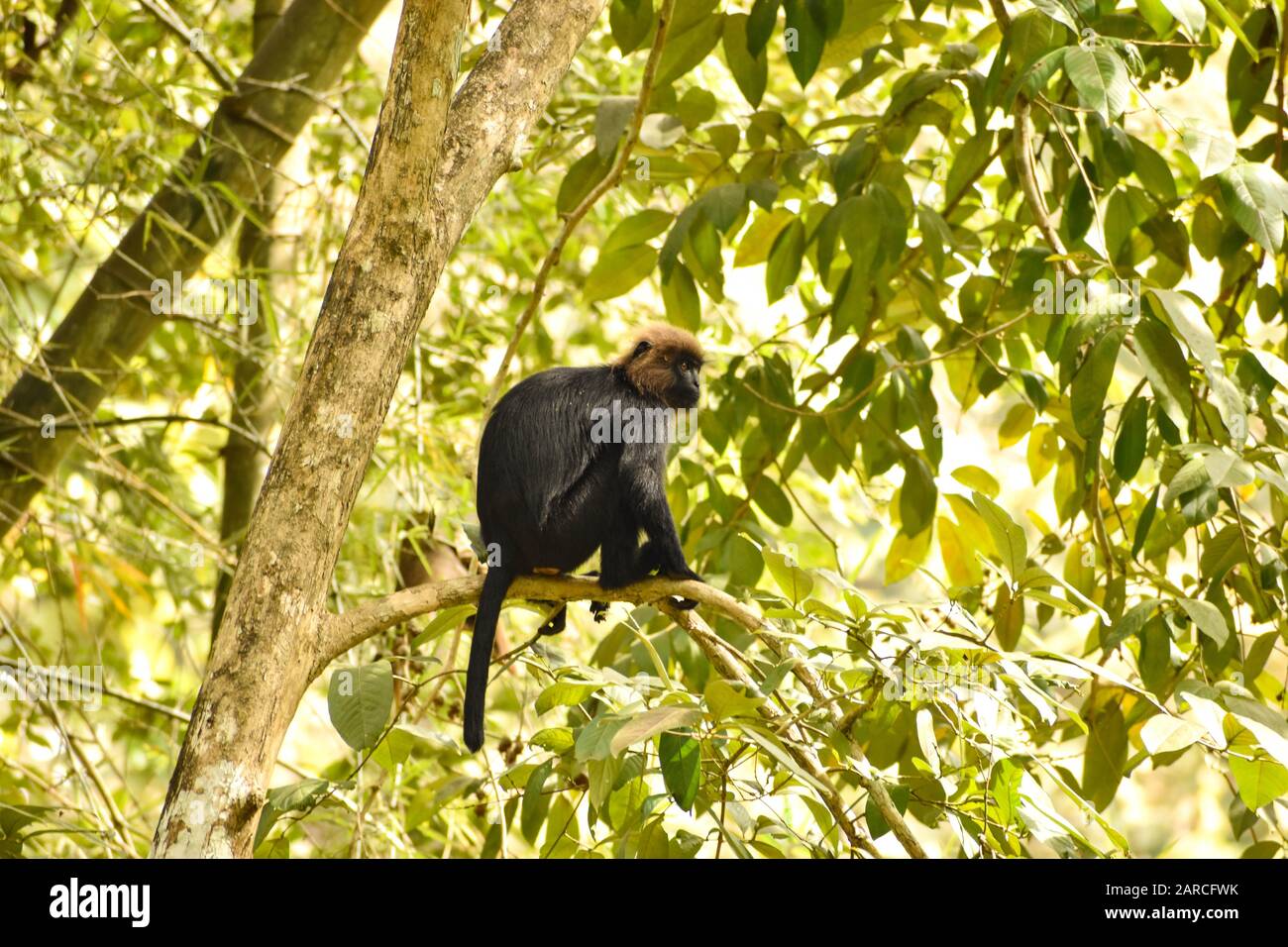 Nilgiri langur, mammifère vulnérable, singe noir Banque D'Images