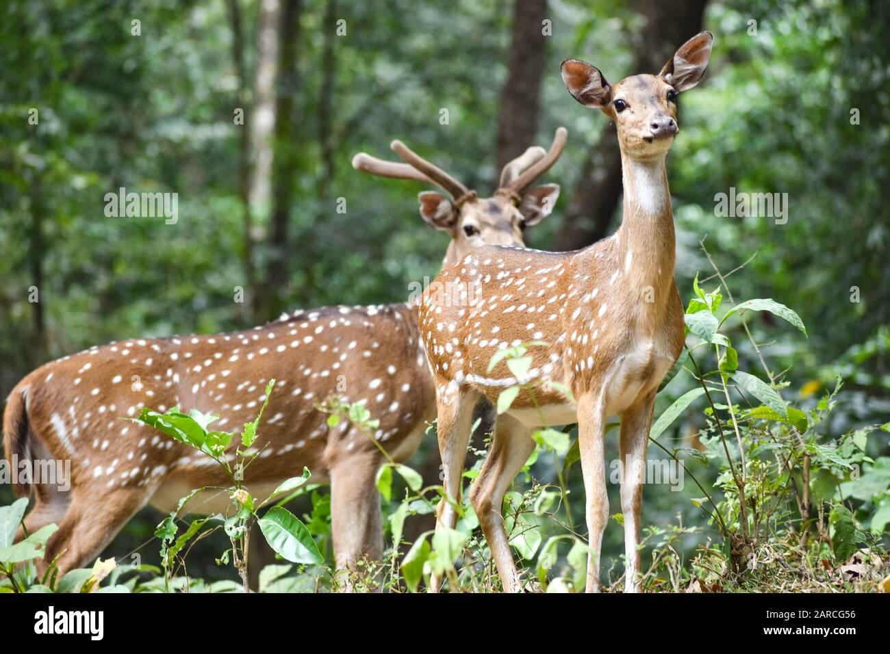 Magnifique et adorable cerf repéré dans une forêt verte dense Banque D'Images