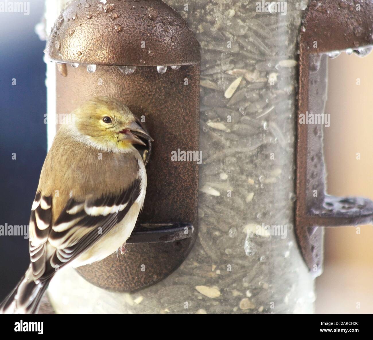 Finch jaune mangeant une graine de tournesol tout en perché sur un oiseau d'engraissement Banque D'Images