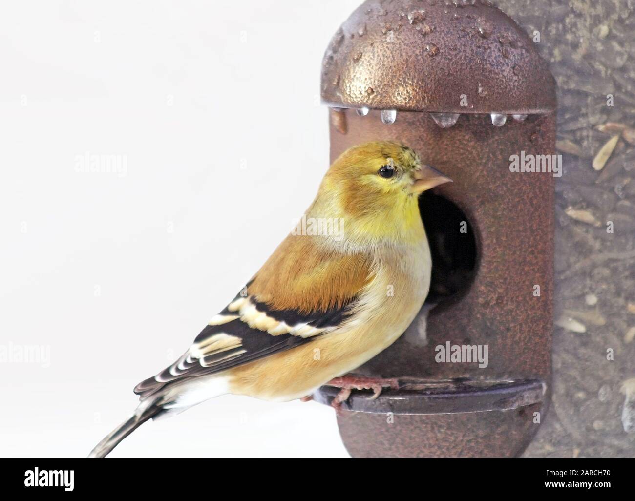 Finch jaune perché sur le système d'alimentation des oiseaux remplis de graines. Isolé sur un fond blanc Banque D'Images