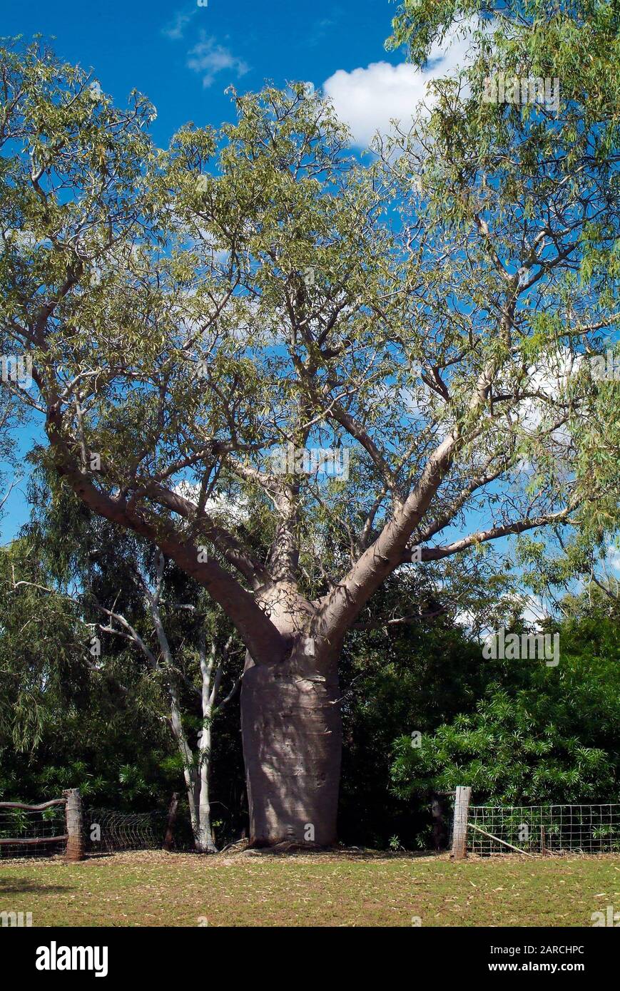 Australie, Bottle Tree À La Demeure Historique De Springvale À Katherine Banque D'Images