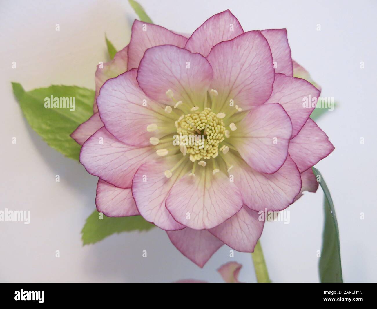 Gros plan de la fleur de sainty d'un hellebore à fleurs d'hiver avec pétales roses pâle teintés dans un rose plus profond autour des bords. Banque D'Images