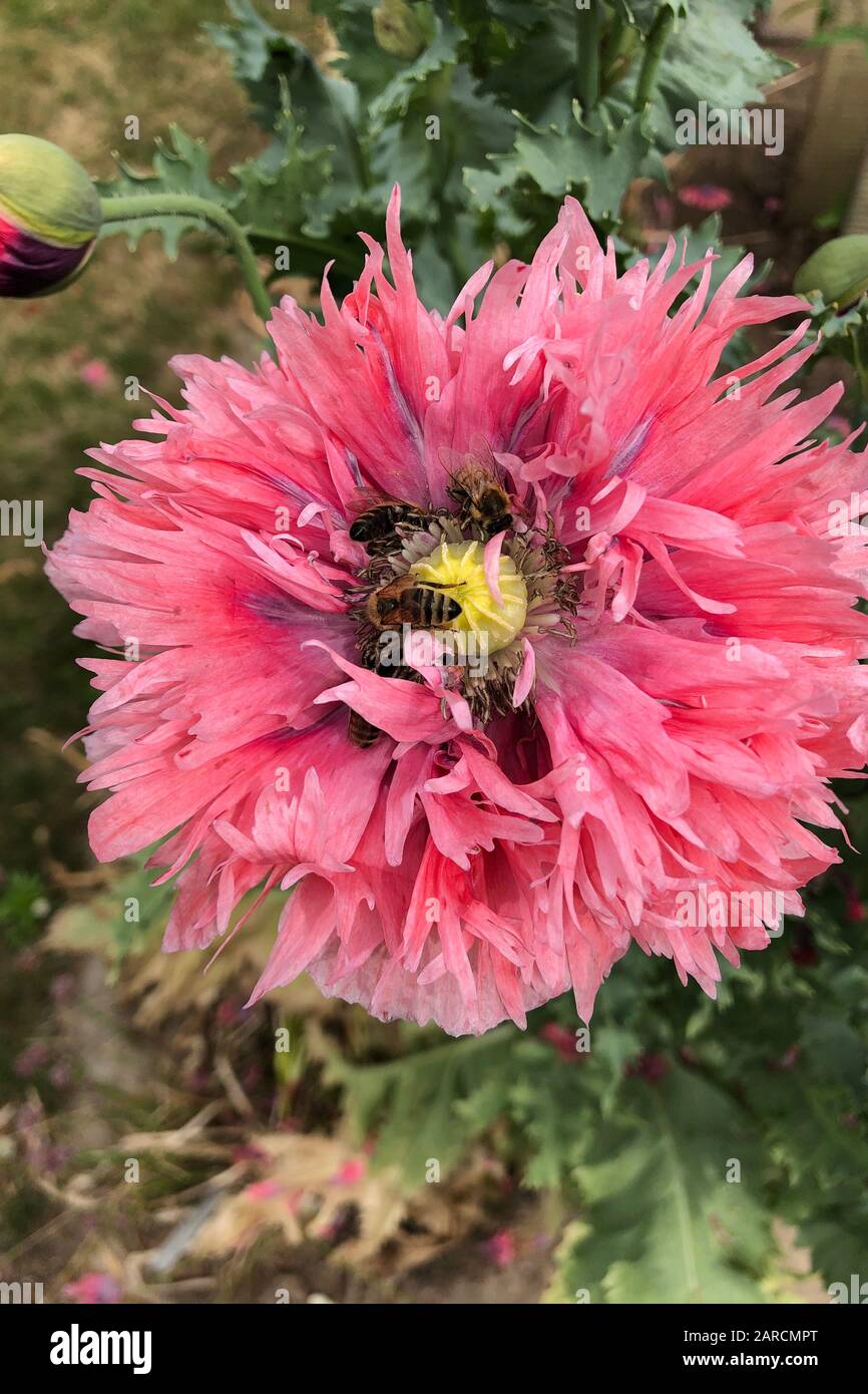 Les abeilles collectant du pollen comme un fou dans une fleur de pavot. Banque D'Images