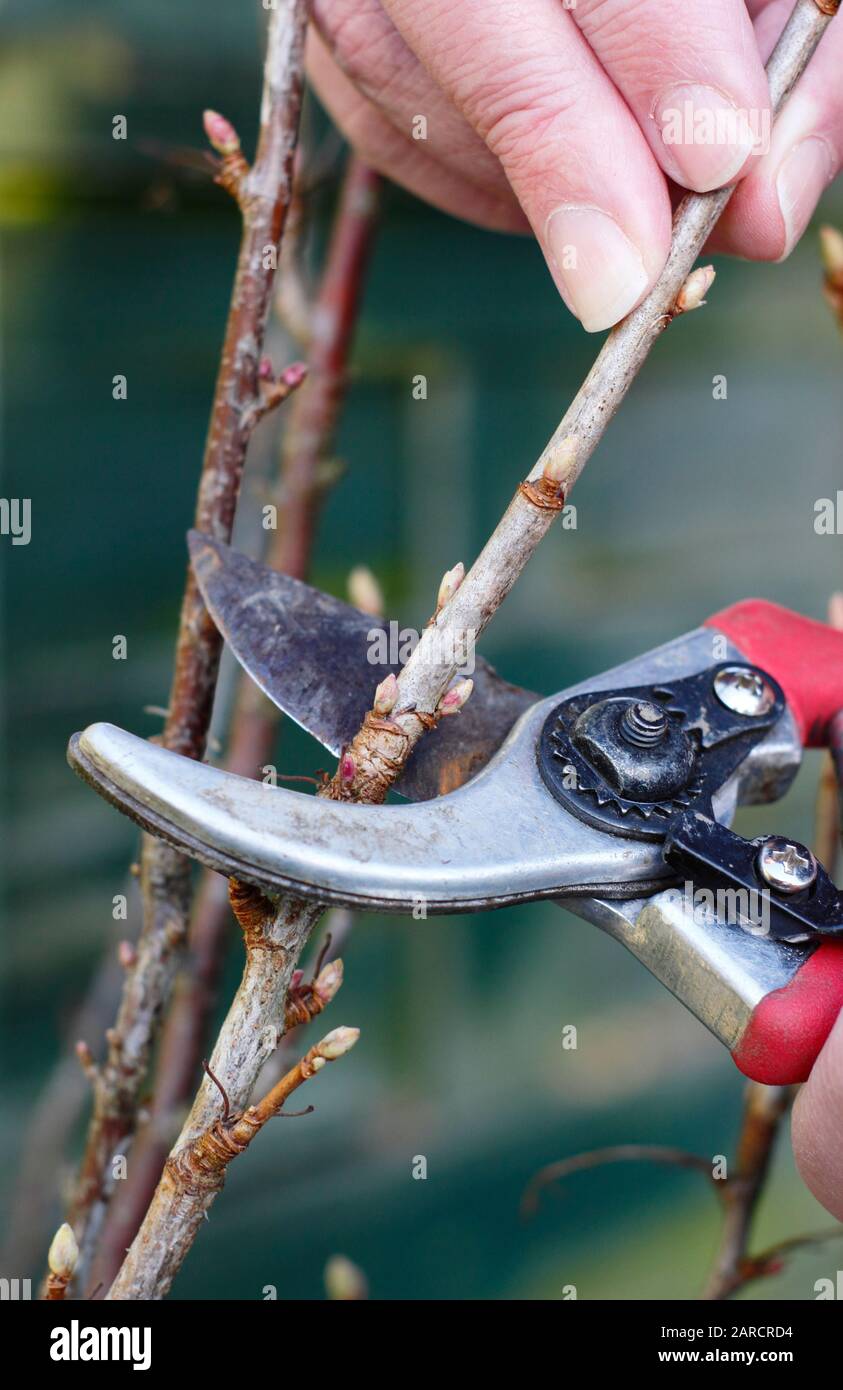 Propagation de Ribes nigrum. Prendre des boutures de bois de feuillus de brousse de fruits dormants en hiver. ROYAUME-UNI Banque D'Images