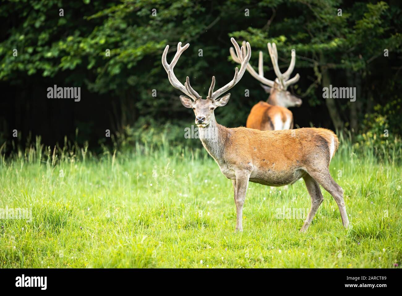 Troupeau de cerfs rouges avec des stags debout sur un pré avec de l'herbe verte en été. Banque D'Images