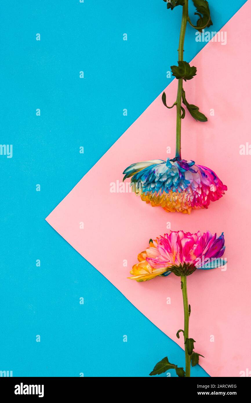 fleur de chrysanthème colorée sur fond rose et bleu. Espace de copie Banque D'Images