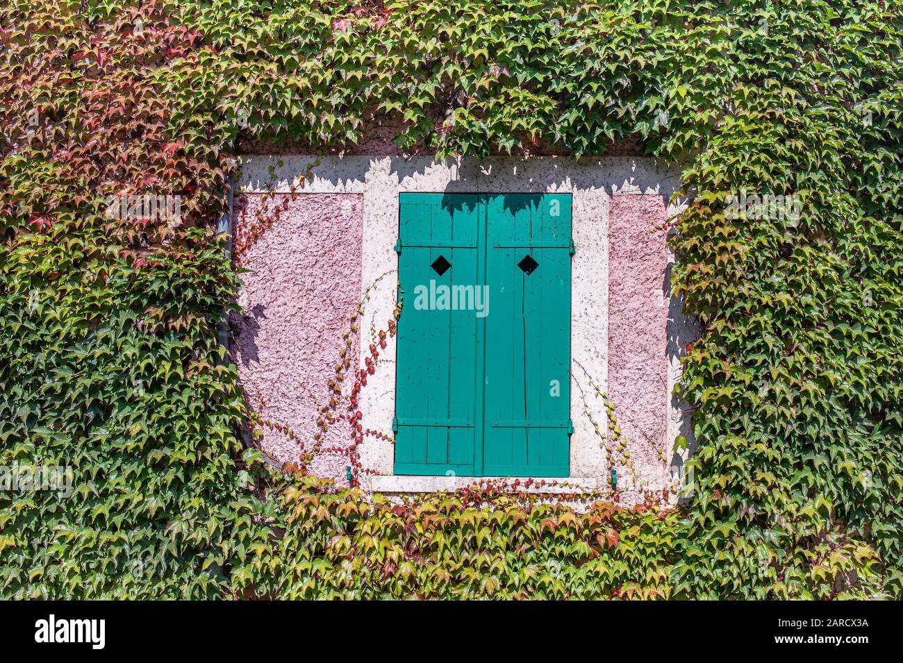 Ancienne fenêtre en bois verte dans un cadre de plantes vertes Banque D'Images