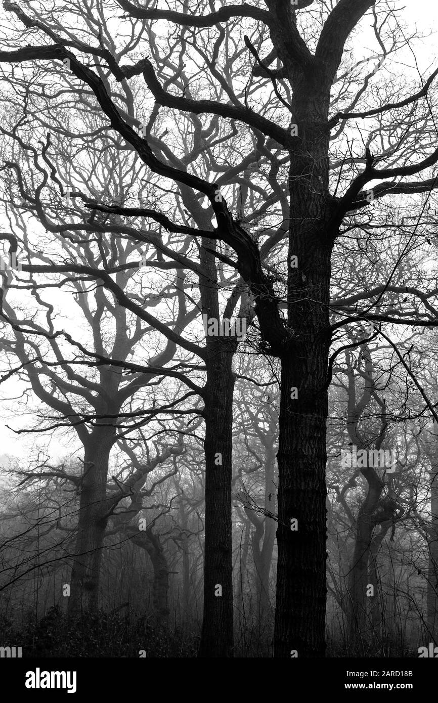 Un groupe d'arbres de chêne dans le brouillard d'hiver. Photographie prise dans les bois d'Oxfordshire, Angleterre, Royaume-Uni Banque D'Images
