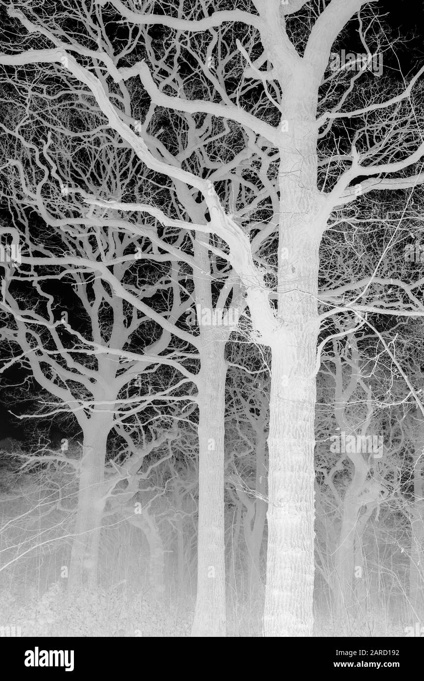 Un groupe d'arbres de chêne dans le brouillard d'hiver. Photographie prise dans les bois d'Oxfordshire, Angleterre, Royaume-Uni Banque D'Images