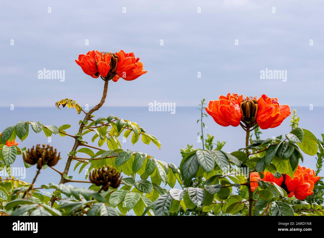 Fleurs sur un arbre de tulipes africain (Spathodea campanulata), avec l'horizon en arrière-plan, photo de Funchal, Madeiria. Banque D'Images