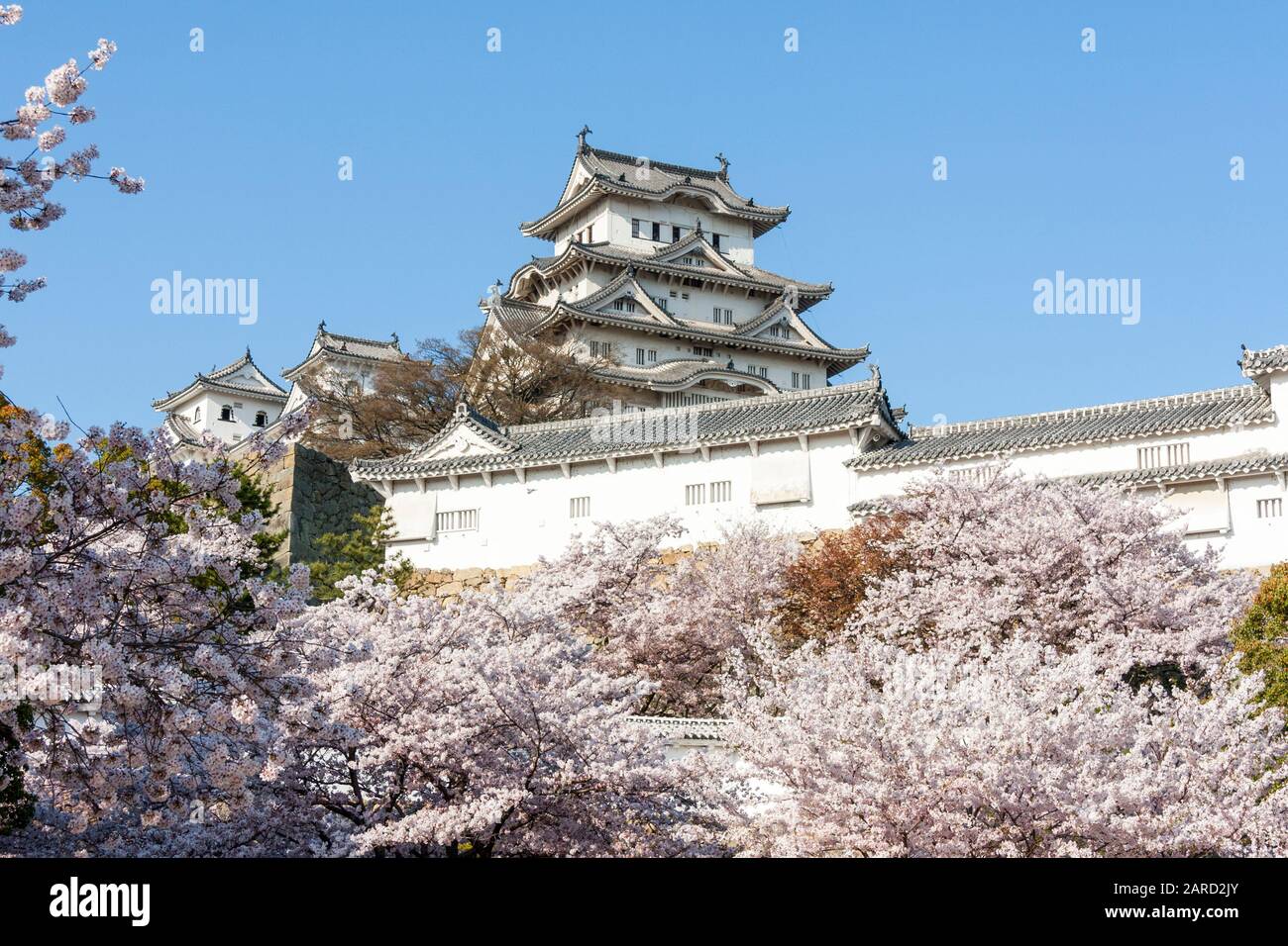 Destination touristique populaire, le château d'Himeji se dresse au Japon, s'imposant au fil des cerisiers en fleurs printanières sur fond de ciel bleu clair. Banque D'Images