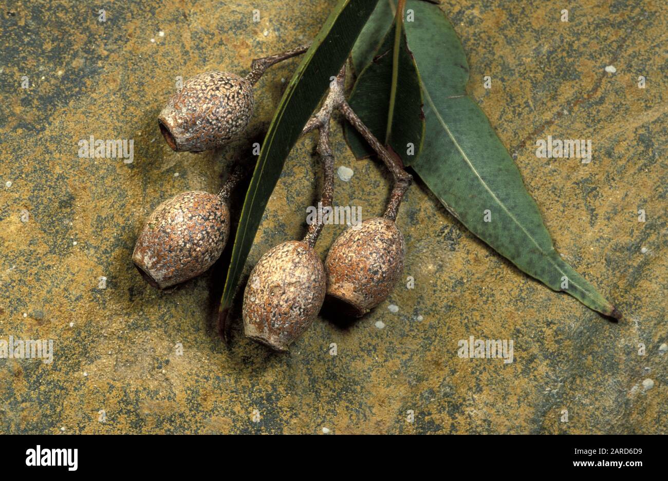 LES NOIX DE GOMME SONT LE FRUIT DE L'ARBRE FIFIFIFIFIFIFIFIOLIA DE CORYMBIA COMMUNÉMENT APPELÉ LA GOMME À FLEURS ROUGES, ALBANY REDGUM . PRÉCÉDEMMENT APPELÉ EUCALPTUS F. Banque D'Images