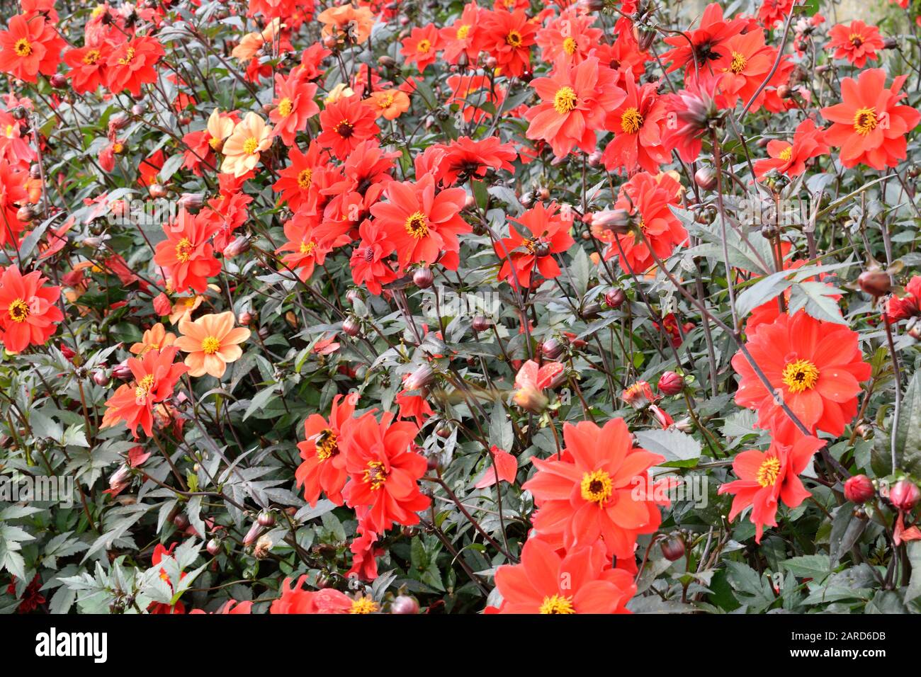 Dahlia. Nom Évêque De Llandaff. Masse de fleurs rouges avec étamines jaunes. Banque D'Images