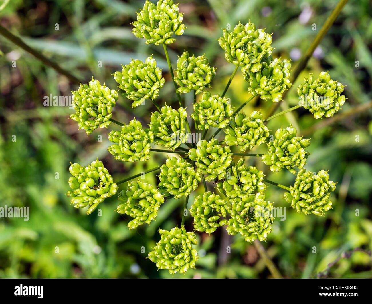 Fermeture de la tête de fleur à inflorescence de la pruche empoisonnée Banque D'Images