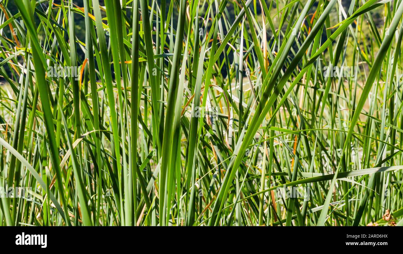 Paysage naturel avec herbe à roseau au premier plan Banque D'Images