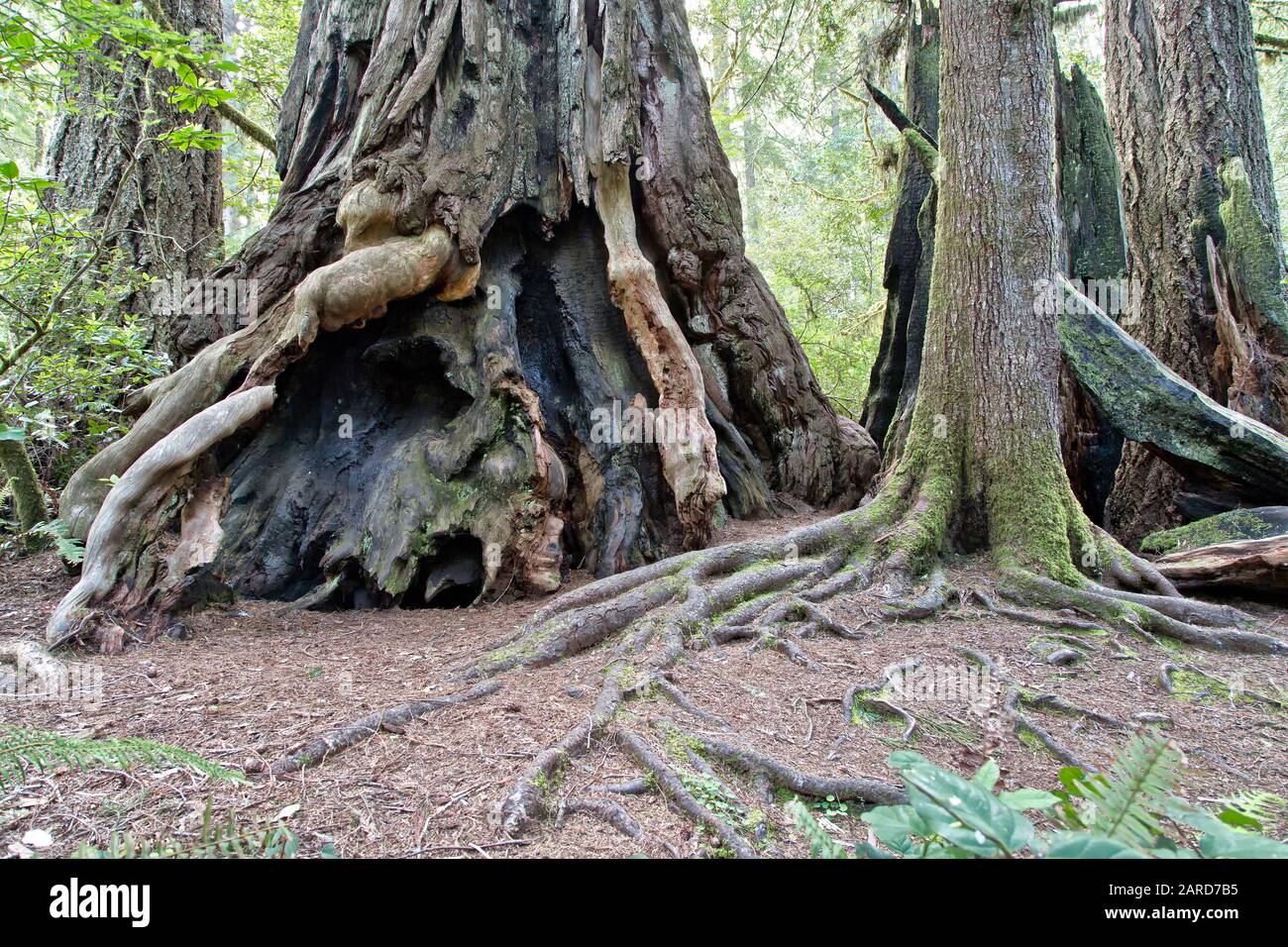 Arbre de séquoia Sequoia sempervirens, base rouge feu. Banque D'Images