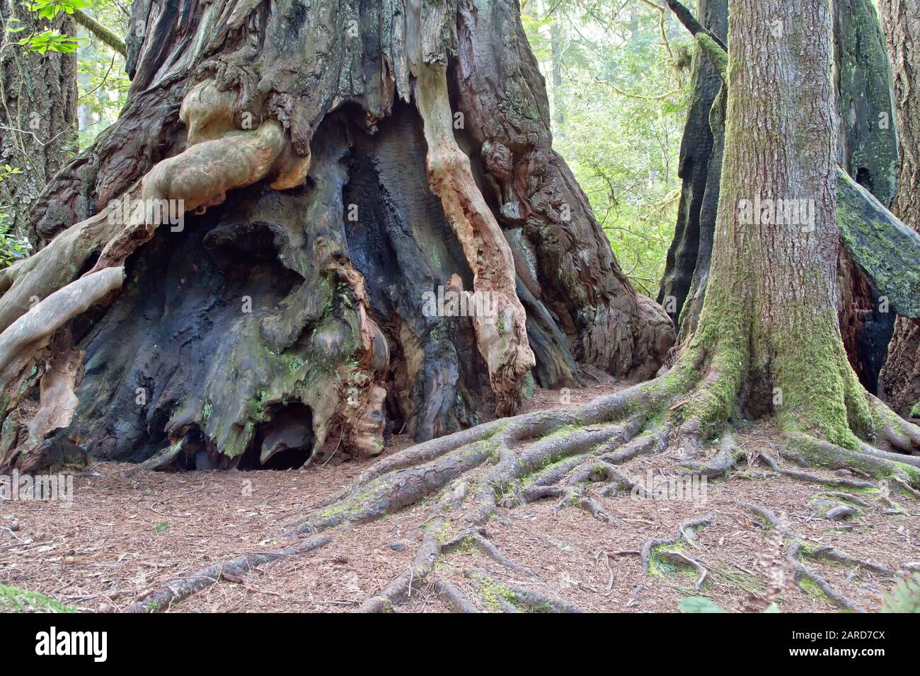 Arbre de séquoia Sequoia sempervirens, base rouge feu. Banque D'Images