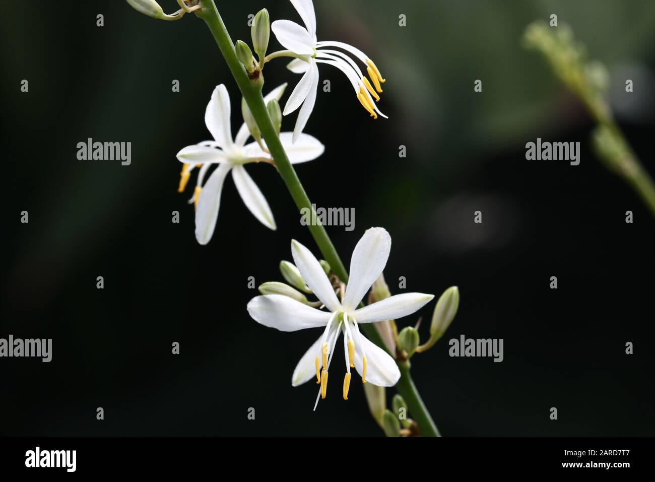 Chlorophytum comosum, souvent appelé plante d'araignée mais aussi connue sous le nom de plante d'avion, le lys de Saint-Bernard, l'araignée ivy, la plante de ruban, et la poule et les poulets. Banque D'Images