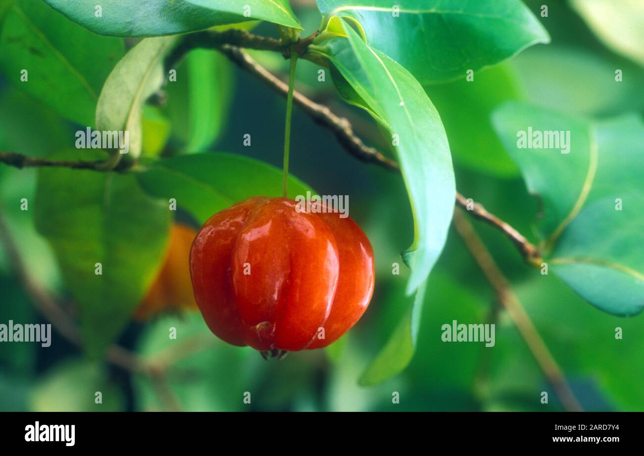 FRUIT TROPICAL MATURE DE LA CULTURE DE CERISES BRÉSILIENNES OU SURINAMAISES (EUGENIA UNIFLORA SYN E. MICHELII) ÉGALEMENT CONNU SOUS LE NOM DE CERISES BRÉSILIENNES OU CERISES DE CAYENNE. Banque D'Images