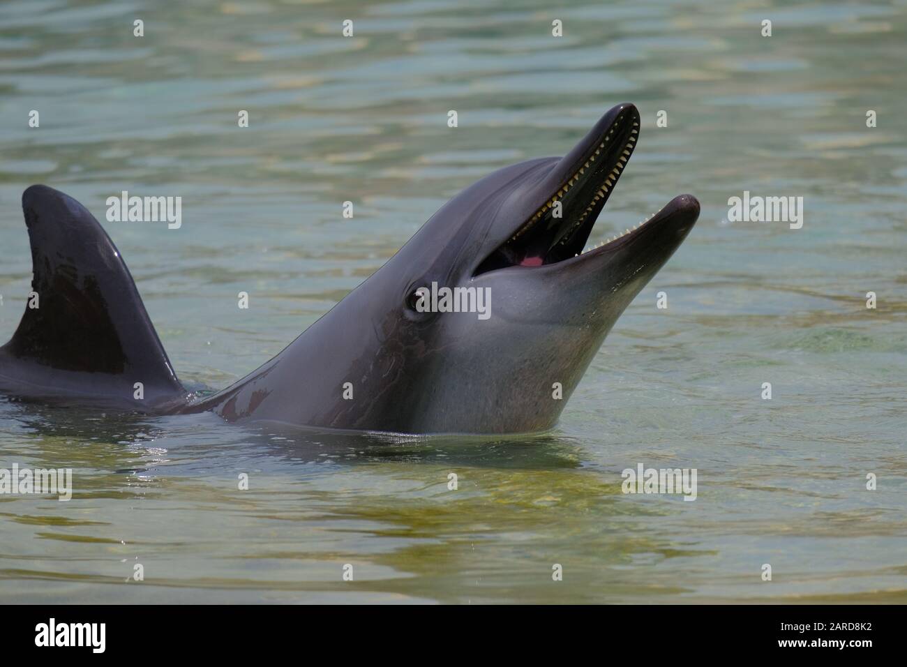 Dolphin À Dolphin Bay - Dubaï Banque D'Images