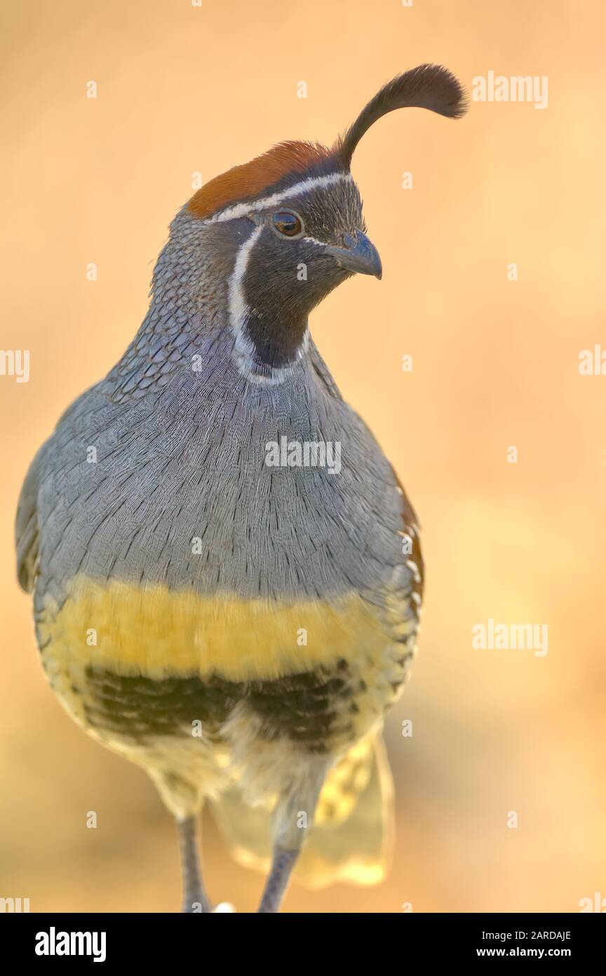Photo portrait d'un mâle Arizona Gambel's Quail. Banque D'Images