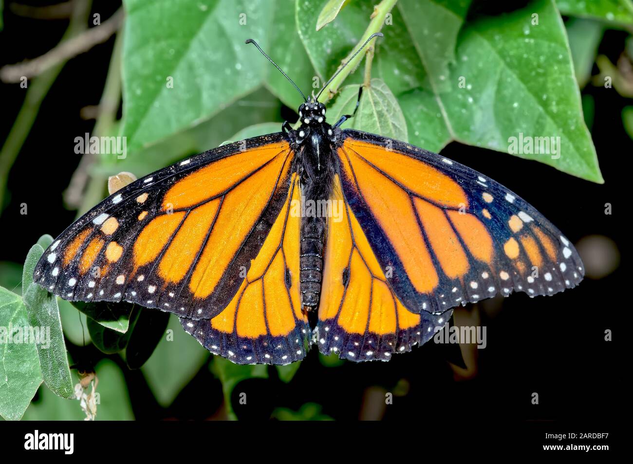 Un papillon monarque qui migre à travers l'Arizona sur son chemin vers le Mexique pour l'hiver reposant avec ses ailes ouvertes sur une plante au Gard botanique de Phoenix Banque D'Images