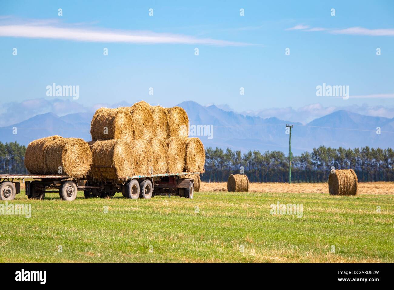 Les nouvelles balles rondes de foin sont chargées sur une remorque de camion pour le transport à partir du champ agricole Banque D'Images