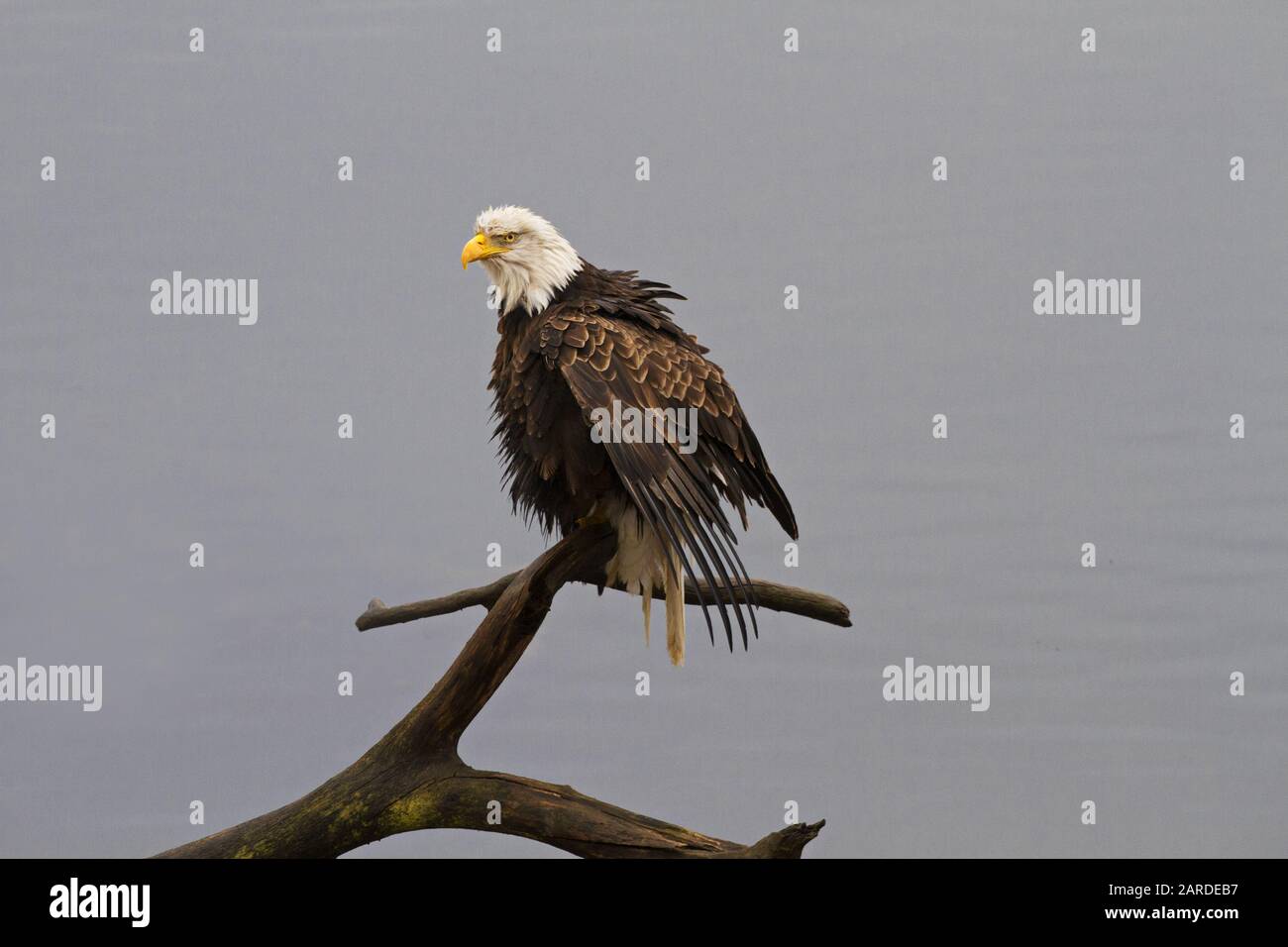 Le matin d'hiver gris, le Bald Eagle, perché et humide, laisse sécher des plumes humides Banque D'Images