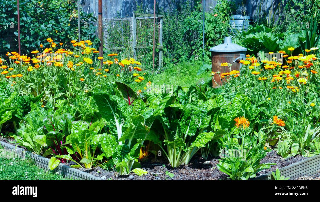 Jardin de légumes d'été avec verger suisse feuilles, dendroctone et marigolds d'orange fleuri . Banque D'Images