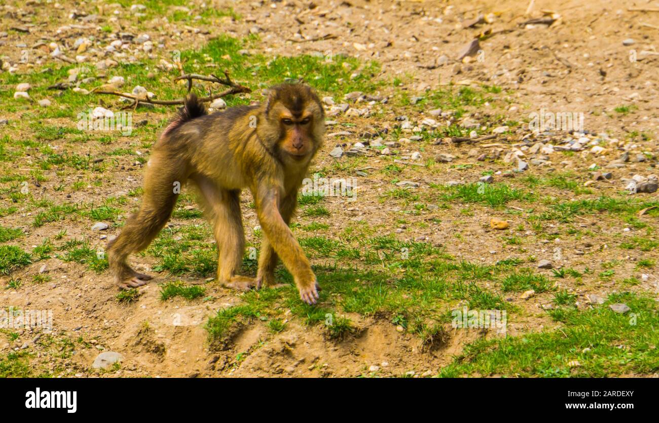 Portrait d'une marche de macaque de porc du sud, espèce primate vulnérable d'Asie Banque D'Images