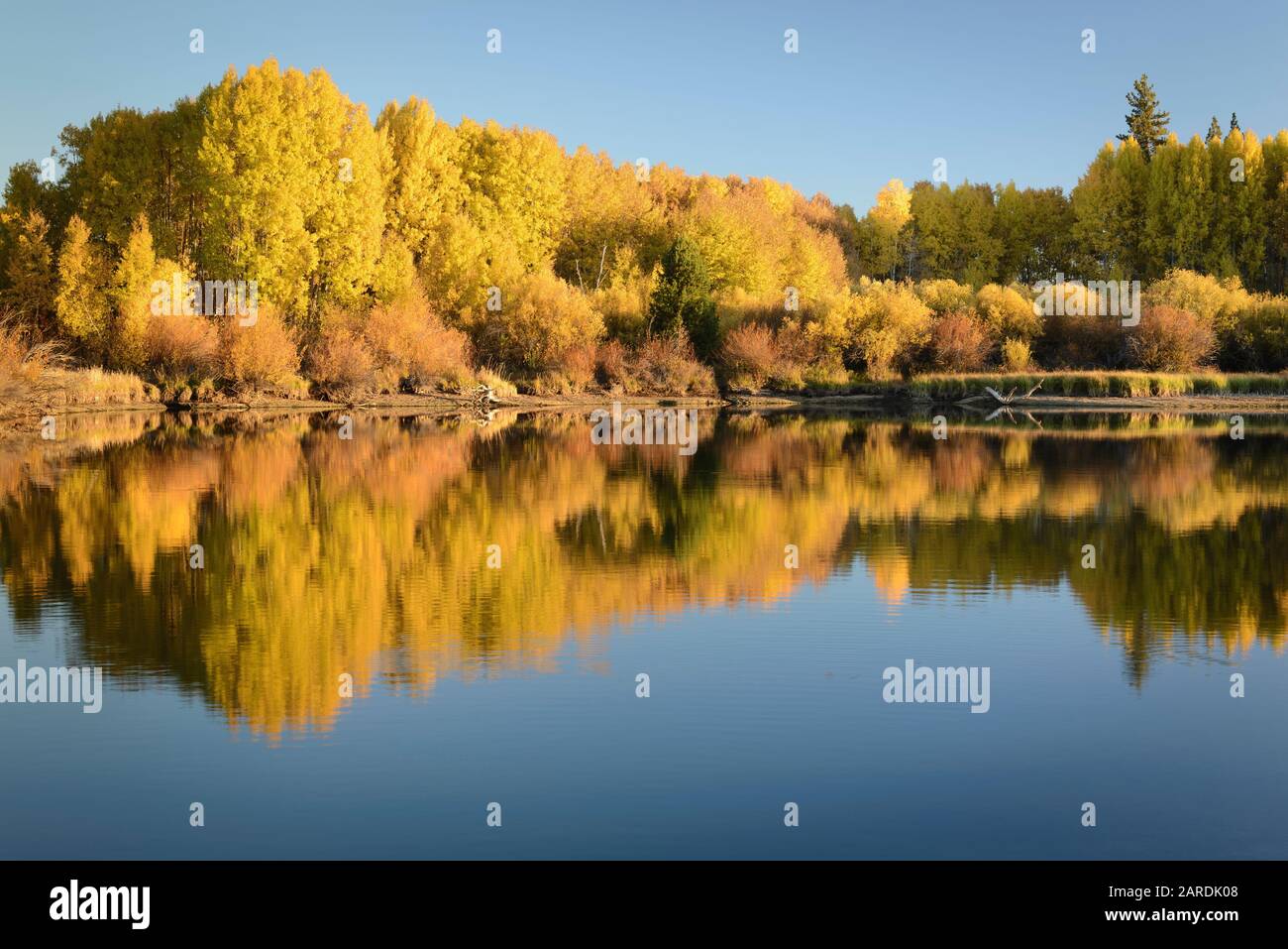 Arbres à trembles en couleur d'automne près des chutes de Dillon sur la rivière Deschutes, dans le centre de l'Oregon. Banque D'Images