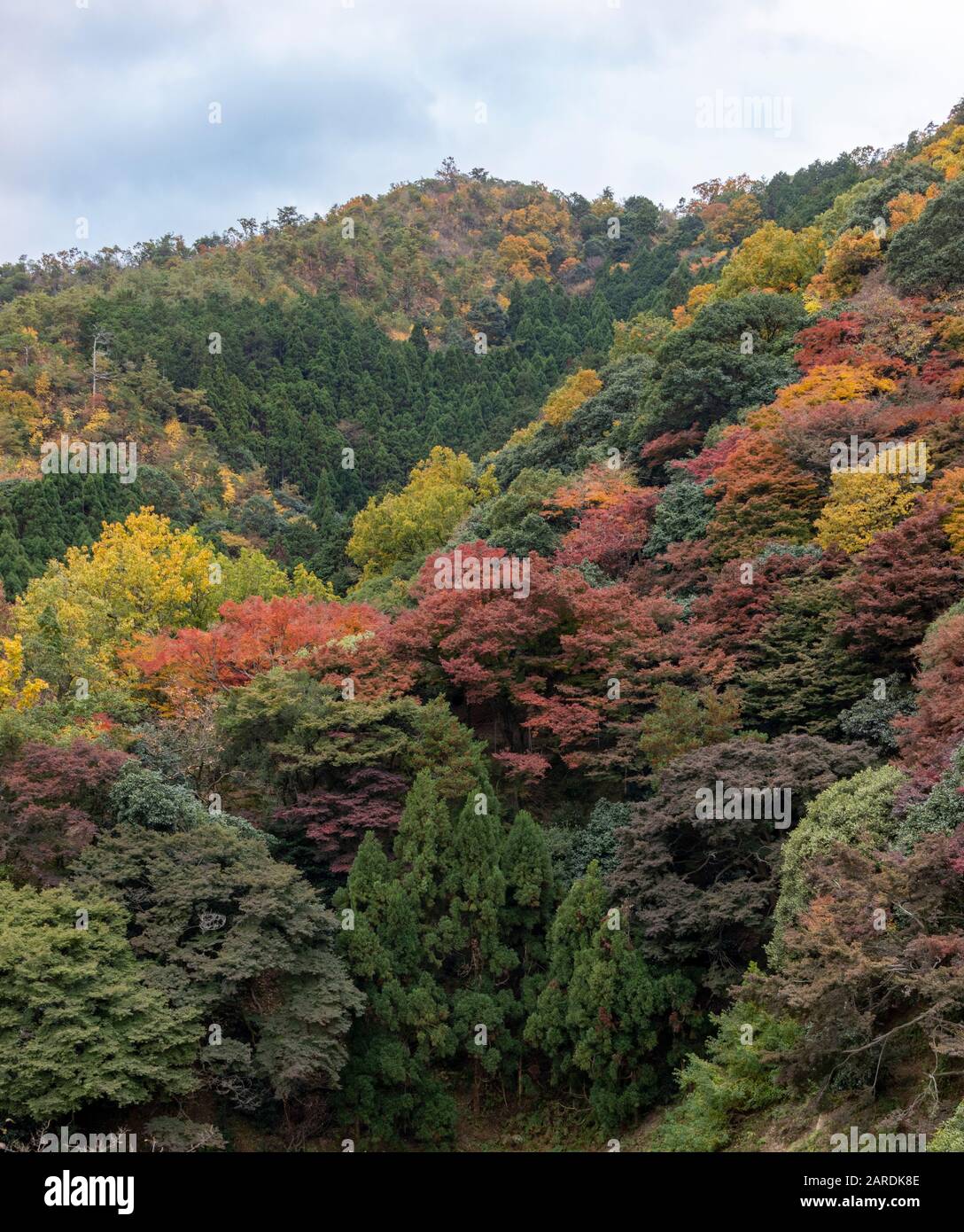 Feuillage coloré de l'automne, Arashiyama, Kyoto, Japon Banque D'Images
