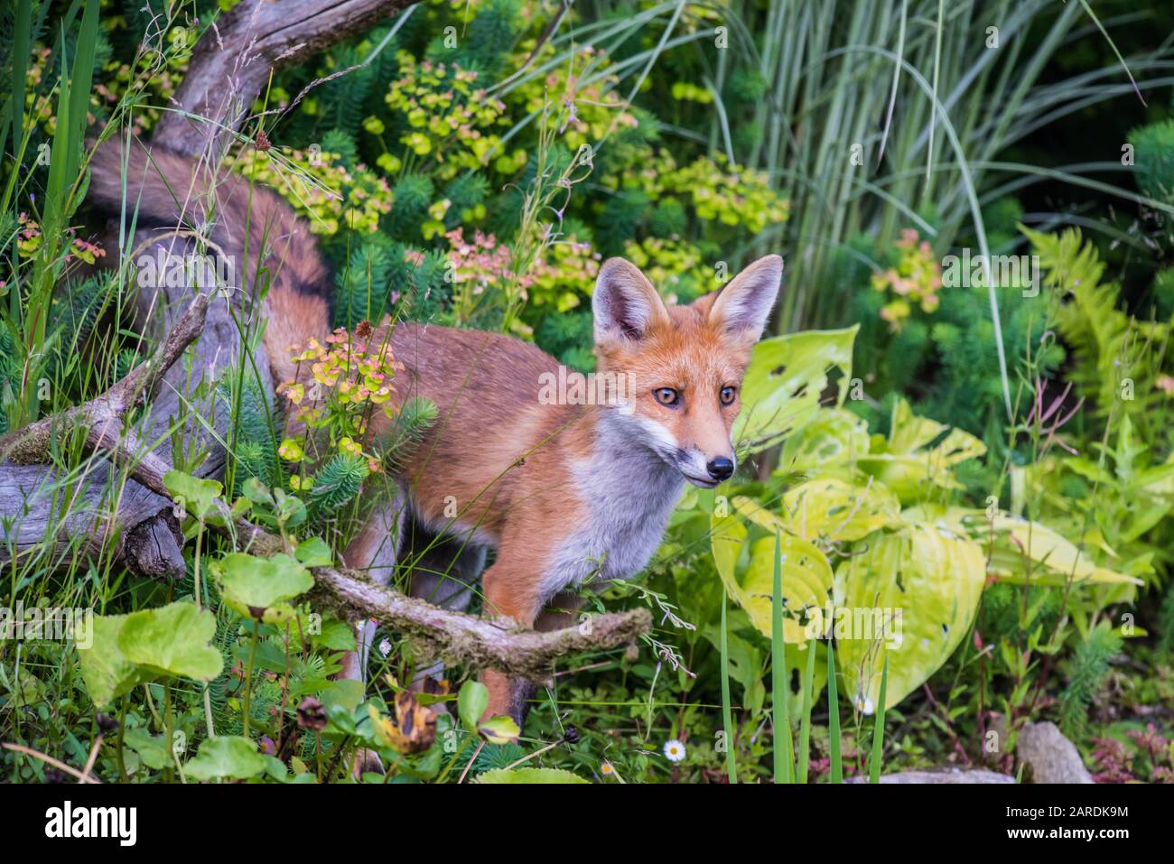 Curieux jeune renard rouge (Vulpes vulpes) photographié dans le jardin. Chaude journée d'été, Wormley près de Godalming, Angleterre Banque D'Images