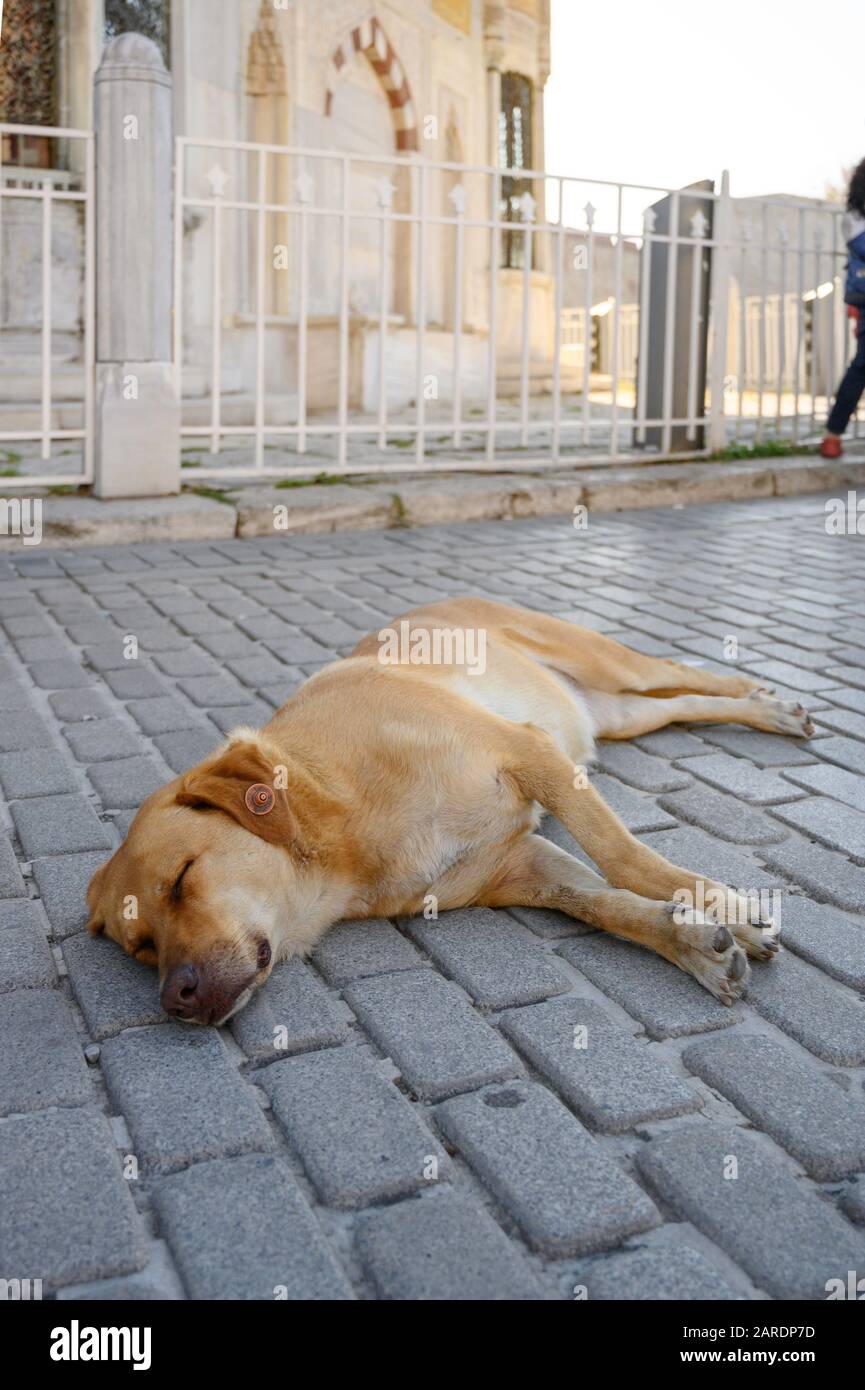 Chien errant dormant dans la rue à Istanbul, en Turquie Banque D'Images
