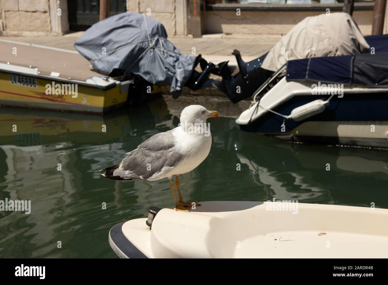 Venise, Italie - 19 avril 2019: Modèle Seagull posant sur bateau dans un des canaux de Venise, Italie pendant la journée ensoleillée. Banque D'Images